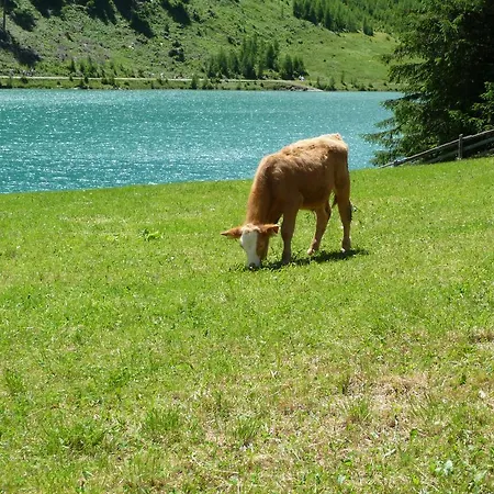 Planitzerhof Farm stay Tamsweg